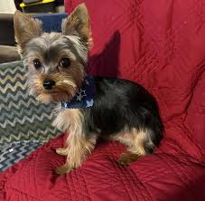 Image result for yorkshire haircut