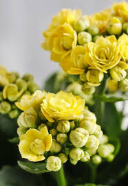 Cookie Love Plants Flowers Cacti And Succulents