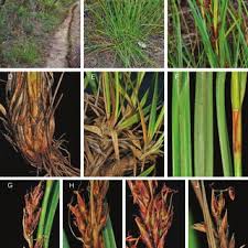 Image result for Asterochaete angustissima