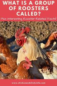 Because the sound of a machine gun would usually wake everyone up in the morning. What Is A Group Of Roosters Called Chicken Chicks Info