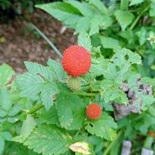 Image result for Rubus rosifolius