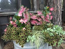 Although usually planted outdoors, with proper light and food, a coleus plant can make a great addition to your collection of house plants. Dyron S Tub Planters Summer Caladiums Begonias Coleus Carex Oak Street Garden Shop And Local Market