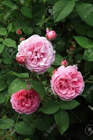 I miss the sunshine on their cheery petals and sweet fragrances on every breeze and their fetching colors against the dark green foliage. Blossom Of The Historic Pink Rose Louise Odier Bourbon Rose Stock Photo Picture And Royalty Free Image Image 92615690