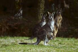 Belgium Aghast Over Fate Of Pet Kangaroo After It Is Snatched By Wolf As Part Of Christmas Meal Kangaroo Dog Friends Wildlife