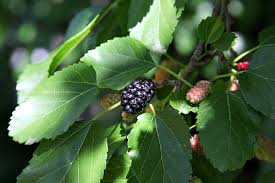 For cobblers, muffins, sorbets, pies and. Mulberry Dwarf Everbearing Greenwood Nursery