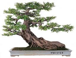 Without some information on how to look after them they are also usually the last one they will ever have after it struggles and then finally gives up. How To Take Care Of Bonsai Trees