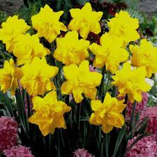Offer them stunning daffodils and narcissus that will bloom through spring. Golden Ducat Double Narcissi