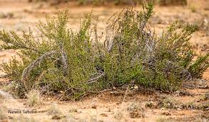 Image result for Myrothamnaceae