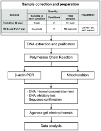 A Method For Extracting Dna From Hard Tissues For Use In