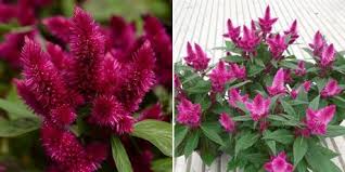 Us No Fade Garden Celosia Available Now