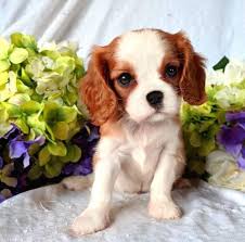 Dad is a tri colour king charles cavalier. Cavalier King Charles Spaniel Puppy For Sale Adoption Rescue For Sale In Marshfield Missouri Classified Americanlisted Com