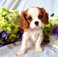 However free cavalier king charles spaniels are a rarity as rescues usually charge a small adoption fee to cover their expenses ($100 to $200). Cavalier King Charles Spaniel Puppy For Sale Adoption Rescue For Sale In Marshfield Missouri Classified Americanlisted Com