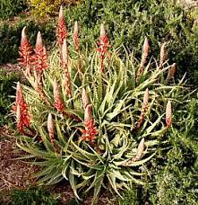 Image result for Aloe komatiensis