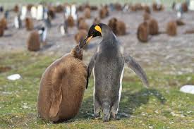 The emperor penguin is the largest of the penguin species. Penguins And Their Chicks Super Parents Penguins International