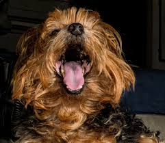 Canine influenza virus (dog flu) this illness is still quite rare in the uk but is associated with a moist cough, sneeze, runny nose and high temperature. Why Is My Dog Coughing Pethelpful