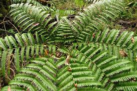 Image result for Pteris tripartita