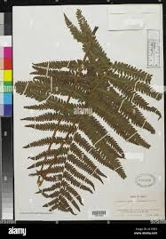 Image result for Cyclosorus interruptus