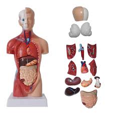 Their main function is contractibility. Buy 28cm Human Muscle Torso Anatomy Model Viscera Heart Brain Skeleton Medical Teaching Props Home Deco At Affordable Prices Price 45 Usd Free Shipping Real Reviews With Photos Joom