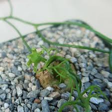 Image result for Bowiea volubilis