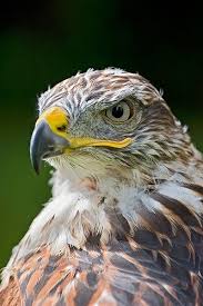 Birds Of Prey Animals Ferruginous Hawk Pet Birds Birds Of Prey Animals Beautiful