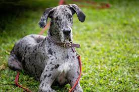 Harlequin looks like a white base with solid splotches of blue. 261 Great Dane Names By Gender Color And More Great Dane Care