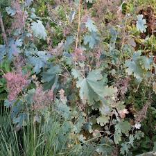 Image result for Macleaya