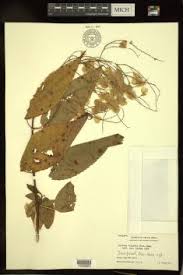 Image result for Lannea asymmetrica