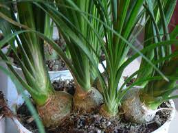 Ponytail Palm Beaucarnea Recurvata Plants Patio Plants Indoor Plant Care