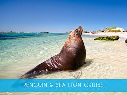 View the highlights of shoalwater islands marine park. Dolphin Penguin Sea Lion Adventure Cruise Penguin Island
