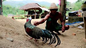Ini Koleksi Ayam Hutan Hijau Bang Jho Dari Sekotong Lombok Barat Youtube