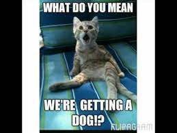 2020 is a big year for cats. Funny Cats And Dogs Memes Youtube
