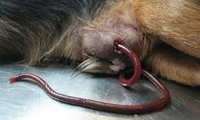 Abdominal Abscess In A Dog Clinician S Brief