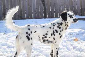 If you are interested in helping animal rescues raise money, please play our quiz. Long Haired Dalmatian Facts Temperament Pictures And More