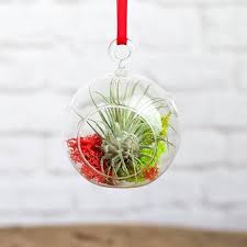 New Mini Air Plant Terrarium Ornament One For One For You Airplant Airplants Christmasgif Air Plant Terrarium Mini Terrarium Plant Gifts