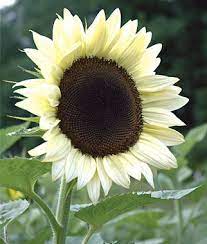 White Sunflower Coconut Ice Sunflower Seeds Annual Flowers At Burpee Com White Sunflowers Beautiful Flowers Plants