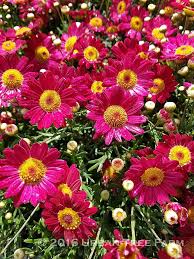 Image result for Argyranthemum frutescens