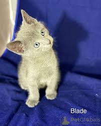 Use the search tool below and browse adoptable russian blues! Russian Blue For Sale In The City Of Kiev Ukraine Price 537 Announcement 6342