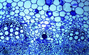 Plant Stem Cell 2 Plant Stem Cell Cell Microscopic
