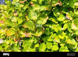 Image result for Cercospora hydrangea