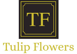 We did not find results for: Tulip Flowers Qatar