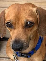 She lost her long and courageous 9 year battle with cancer, leaving her beloved son patrick and three grandchildren and other family, to miss her deeply. Pearland Tx Dachshund Meet Little V A Pet For Adoption Pet Adoption Dachshund Adoption Pets