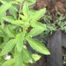 Image result for Scoparia dulcis