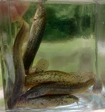 Keeping Dojo Loaches: An In-Depth Guide For Aquarists