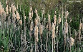 Image result for Typha