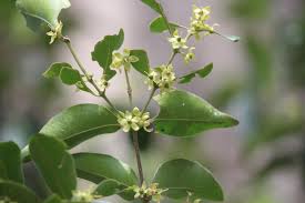 Image result for Cassipourea congoensis