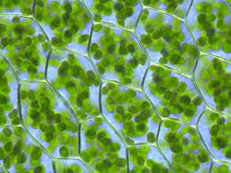 Photosynthesis occurs in eukaryotic cells structures called chloroplasts. Chloroplast Structure Function Expii