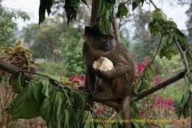 Pin By Pan African Sanctuary Alliance On Primates Primates Animals Kangaroo