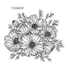 Finalise the design and erase. Cosmos Flowers Stock Illustrations Cliparts And Royalty Free Cosmos Flowers Vectors