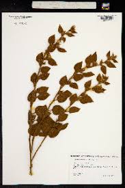 Image result for Bonamia mossambicensis