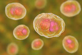 Chlamydia trachomatis - Molecular Biology – Controllab
